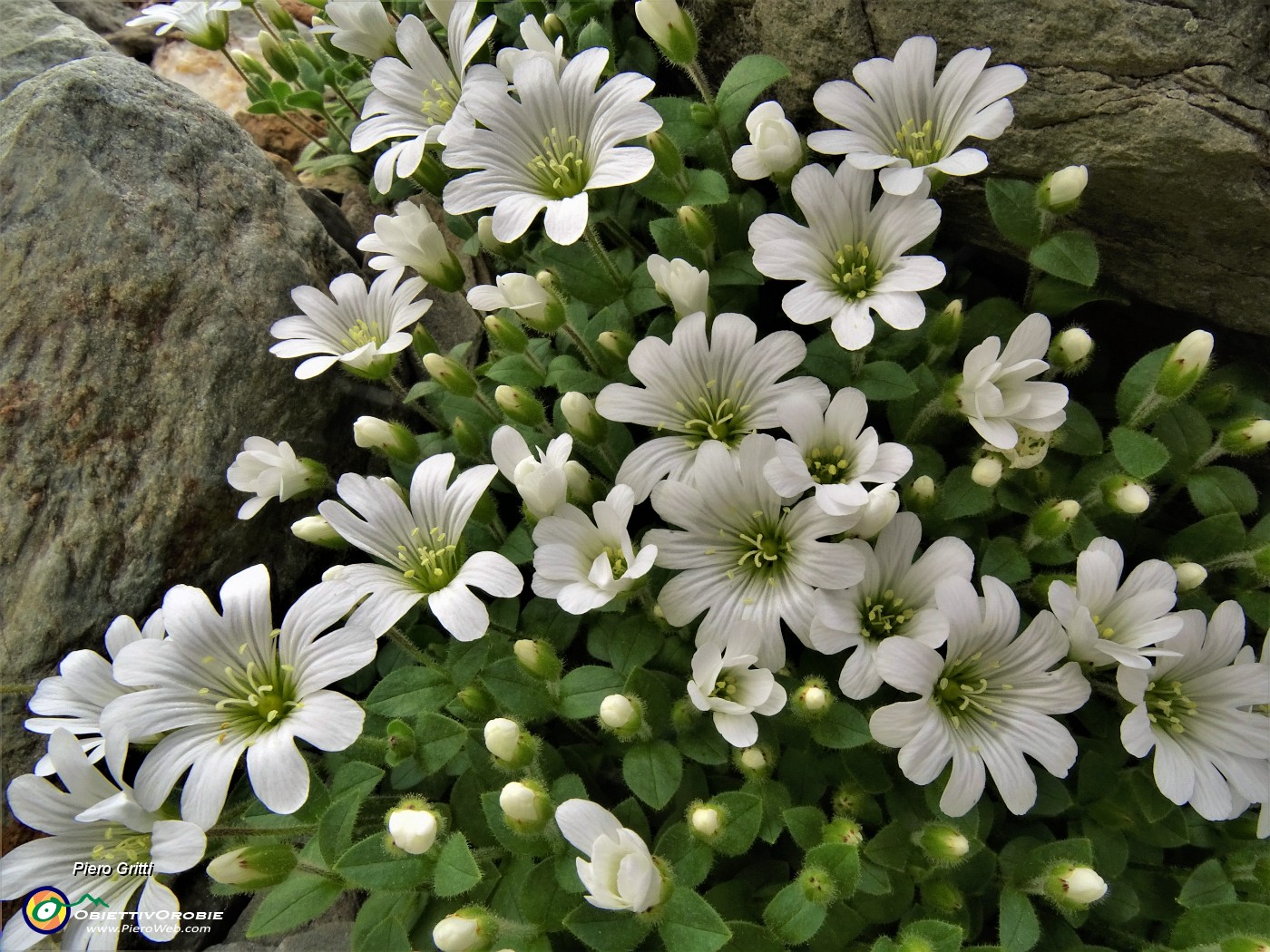 34 Bellissimi fiori bianchi di Cerestium alpinum (Cerestio alpino).JPG